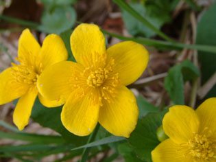 Caltha en fleurs